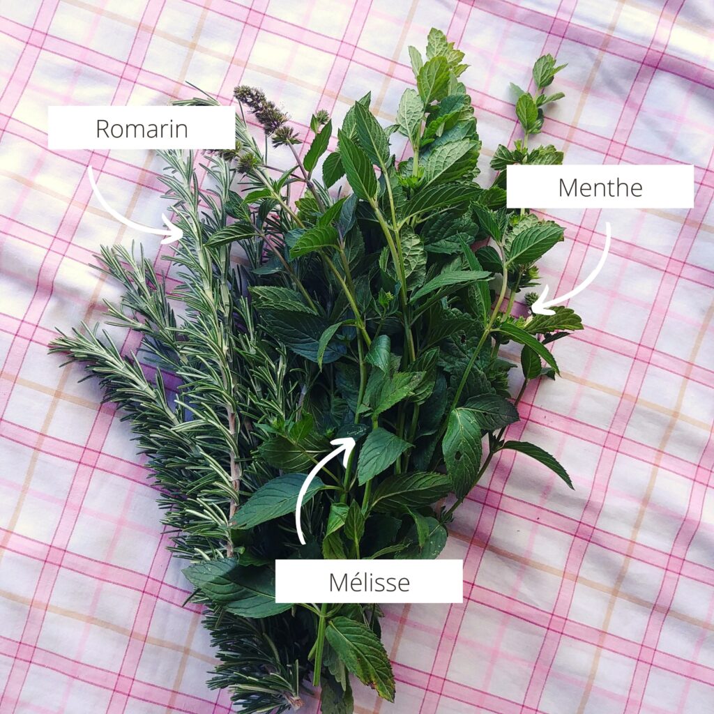 Plantes pour soulager son foie et faciliter sa digestion : la menthe, le romarin, et la mélisse.