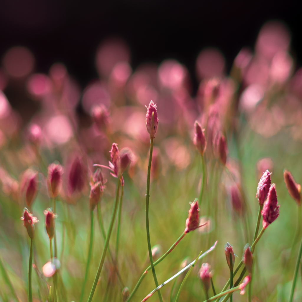 C'est quoi les bienfaits de la gemmothérapie ? Image avec de jeunes bourgeons sur une plante de couleur rose. 
