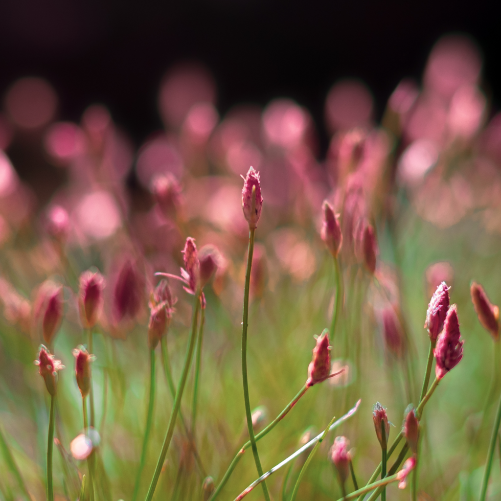 C'est quoi les bienfaits de la gemmothérapie ? Image avec de jeunes bourgeons sur une plante de couleur rose.