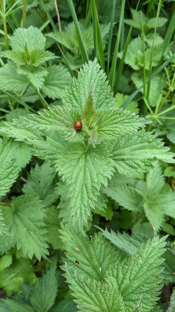 Photographie d'ortie avec une coccinelle sur la plante.