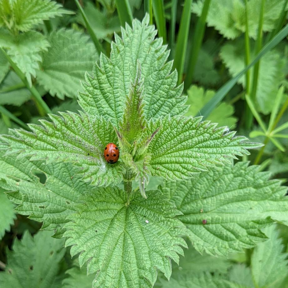 Jeunes pousses d'ortie avec une coccinelle. L'ortie est une plante exceptionnelle : aide à lutter contre la fatigue. 