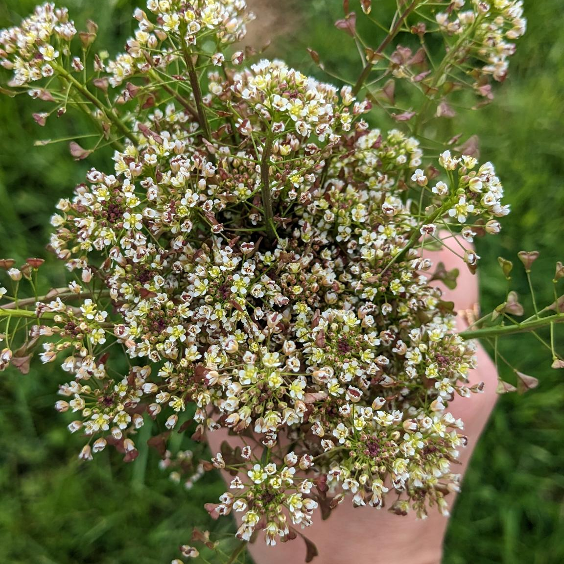 Pour soulager les règles douloureuses, la bourse à pasteur peut être une piste. Pour savoir si c'est la bonne plante pour vous, faites vous accompagner par un naturopathe compétent. 