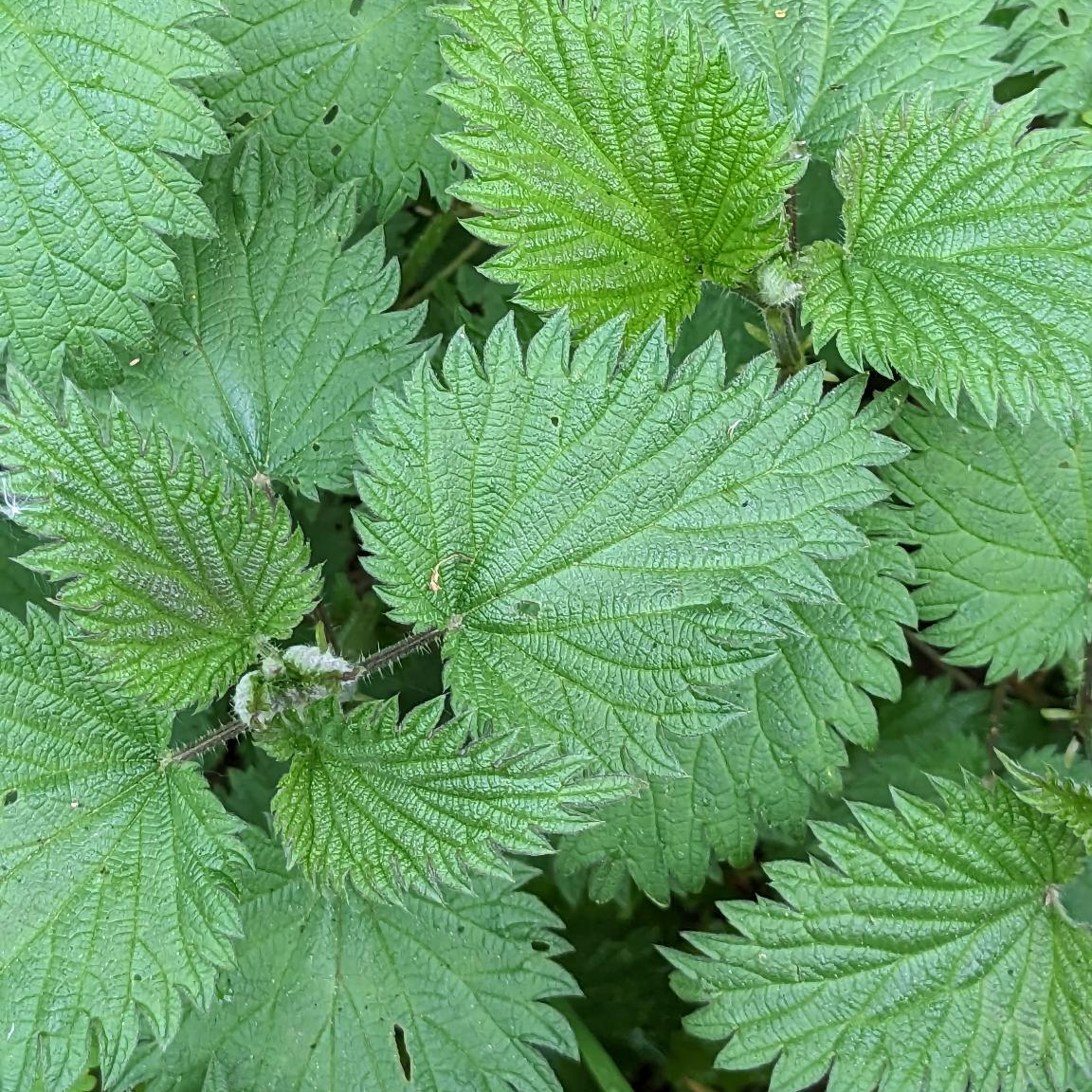 Les feuilles vertes et reminéralisantes et de l'ortie. Vertus nutritives et médicinales. 