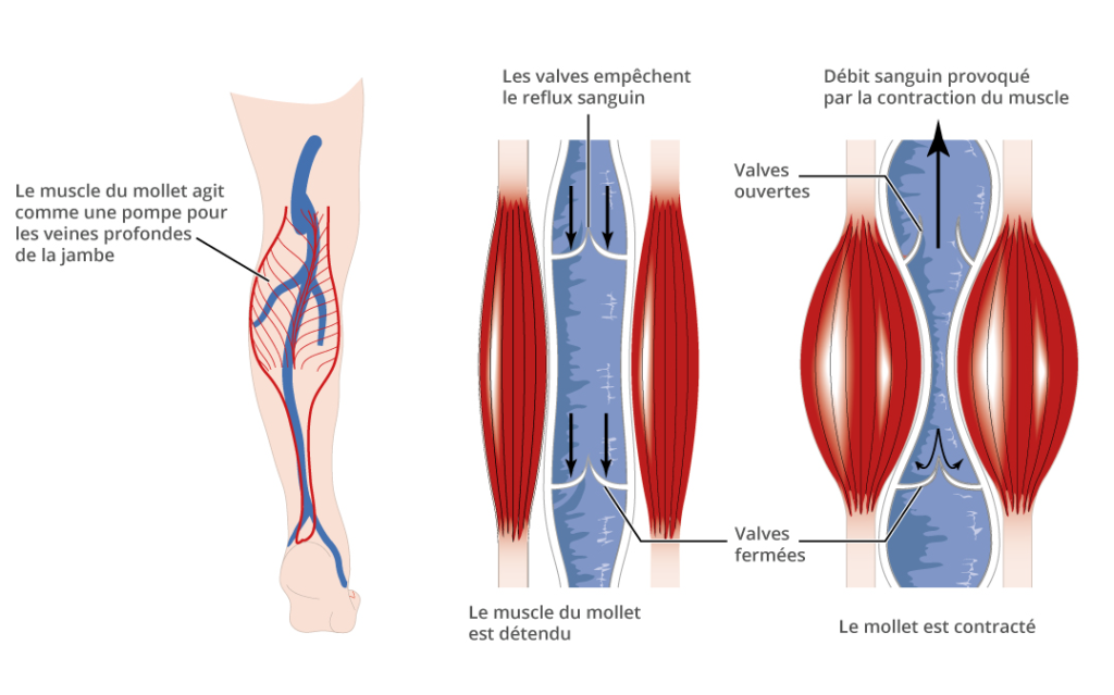 Schéma de la circulation sanguine à  l'arrière de la jambe 