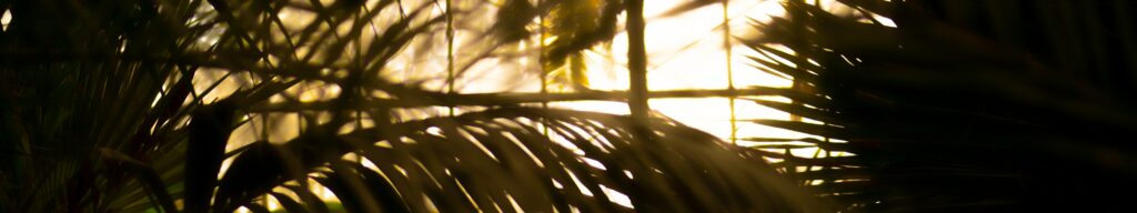 Photographie lumineuse avec des plantes pour illustrer la naturopathie