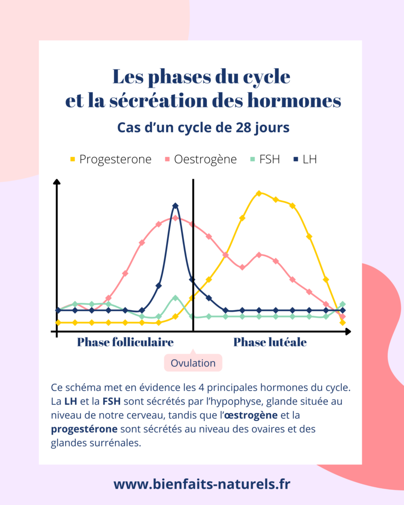 Schéma mettant en évidence les 4 principales hormones et leur évolution au cours du cycle la LH, la FSH, l'oestrogène et la progestérone. 