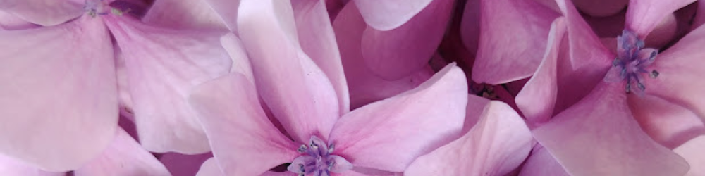 fleurs roses utilisée comme illustration pour parler du SOPK et de la perte de poids