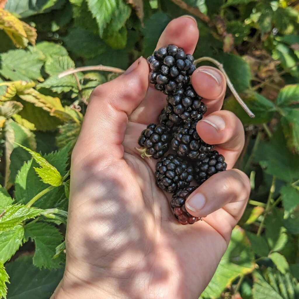 Main cueillant des mûres pour valoriser les bienfaits naturels des baies