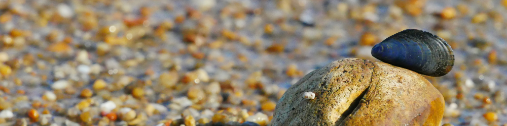 Plage avec des morceaux de roches de différentes couleurs et un moule accroché à un rocher.