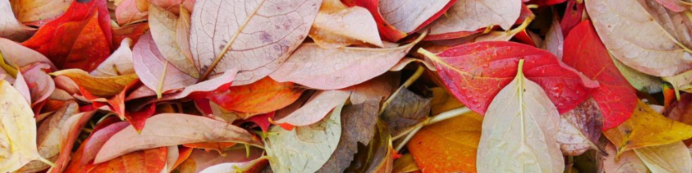 Feuille d'automne rouge et jaune