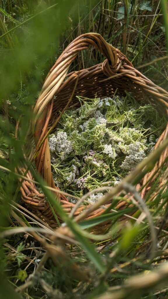 Un panier de plantes sauvages cueillis lors d'une sortie nature en week-end. 