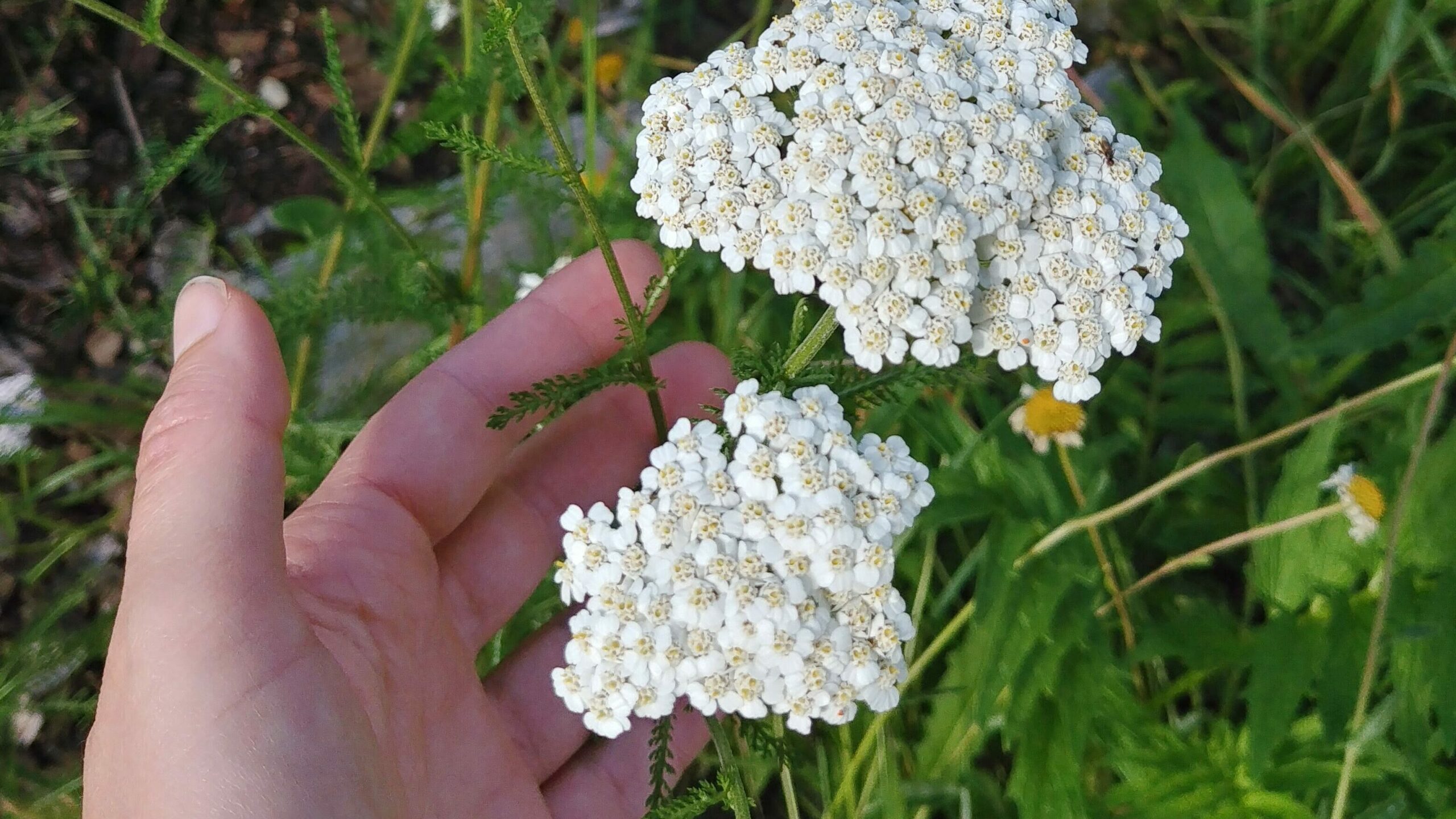 Main cueillant des plantes pour la réalisation d'un macérat huileux de plantes fraiches.