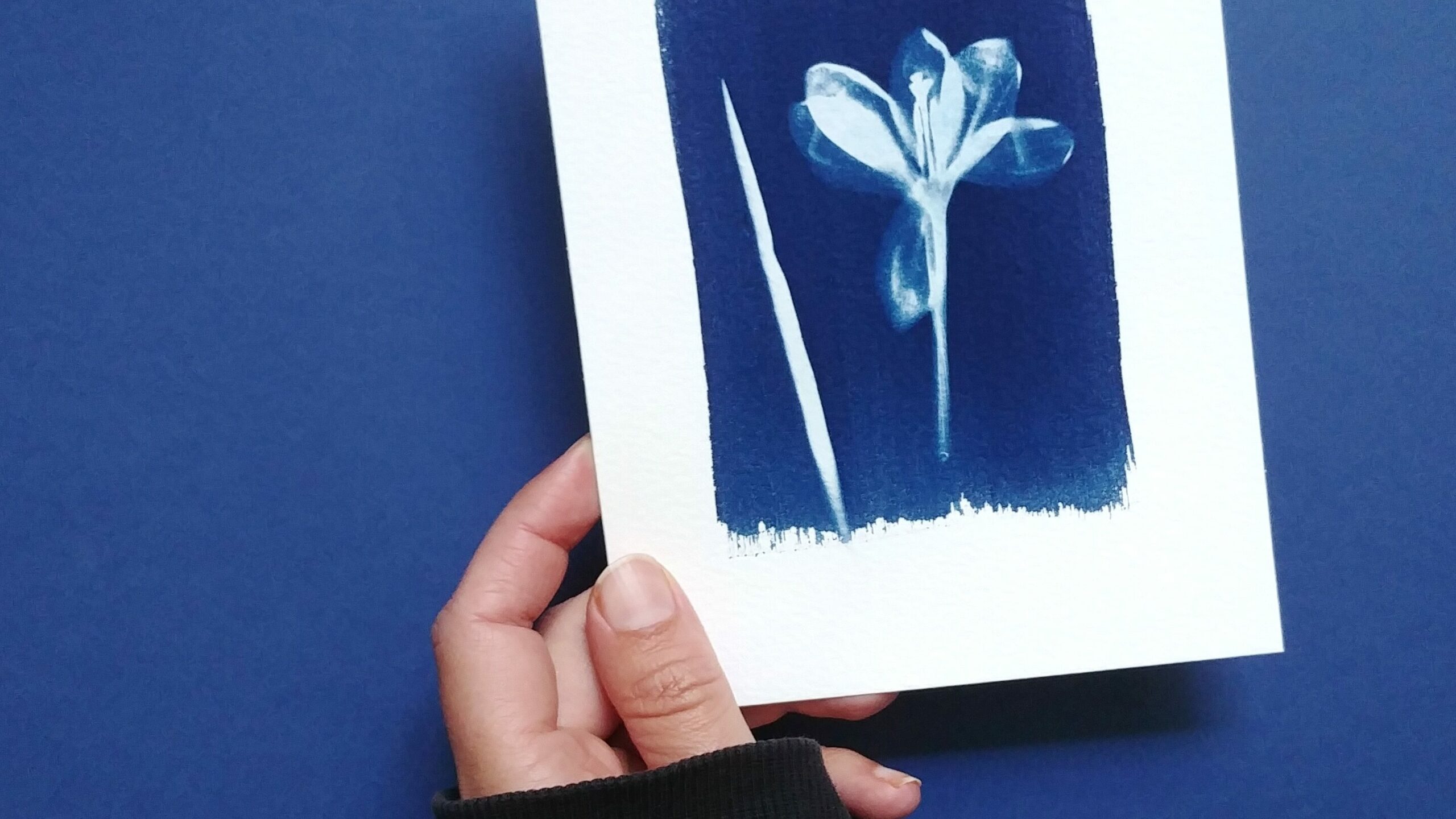 Main tenant un cyanotype : une photographe de plantes réalisée avec le soleil lors d'un atelier DIY.