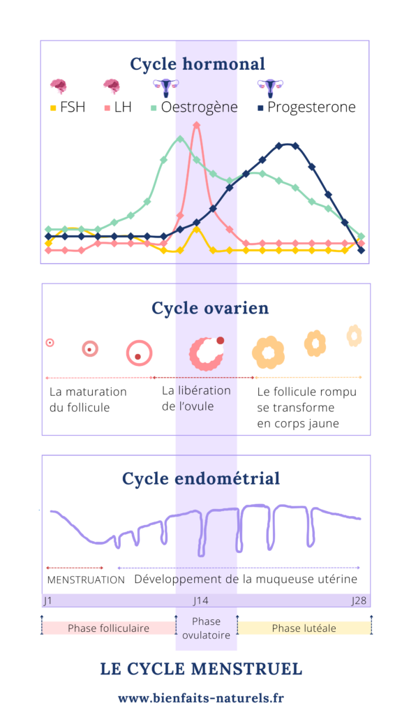 Ce schéma permet de visualiser le cycle hormonal avec les courbes de LH, FSH, oestrogène et progestérone. Le cycle ovarien avec la maturation d'un follicule. Le cycle endométrial avec un schéma qui symbolise la prolifération de l'endomètre. 