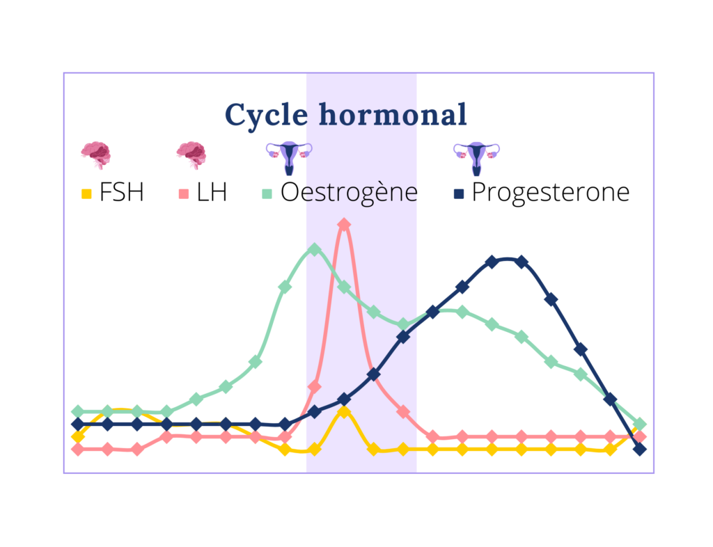 Le cycle hormonal des femmes expliqué avec les courbes des 4 hormones de la femme : FSH, LH, oestrogènes et progestérones. 