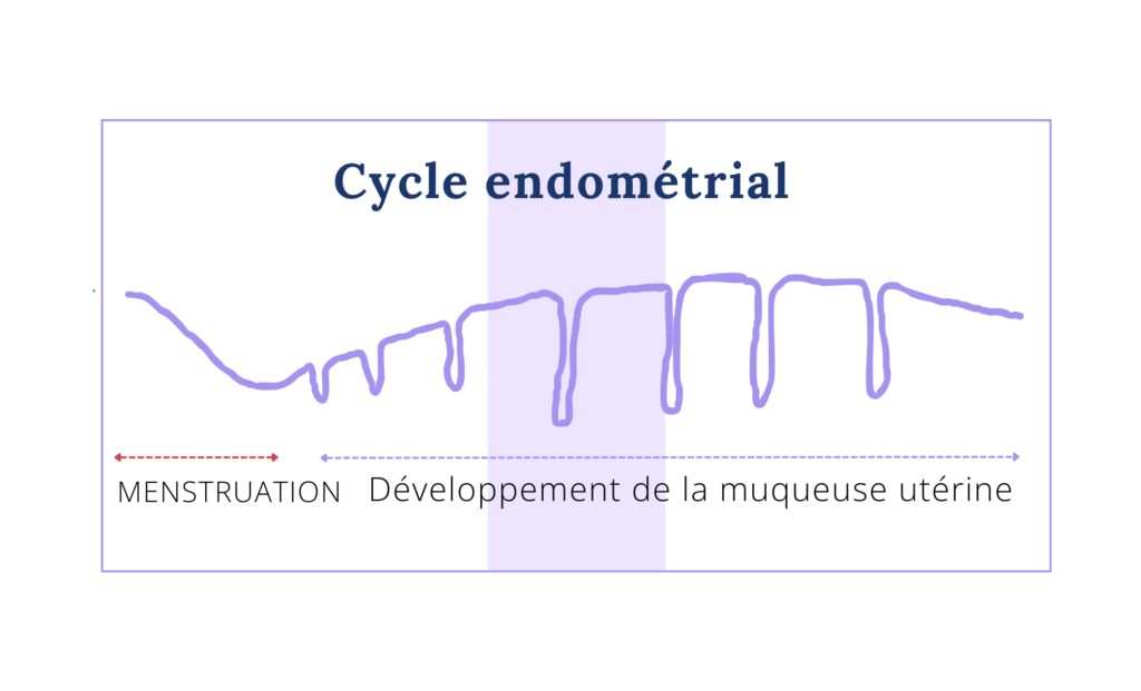 Le cycle endométrial avec une visualisation des menstruations et le développement de la muqueuse utérine. 