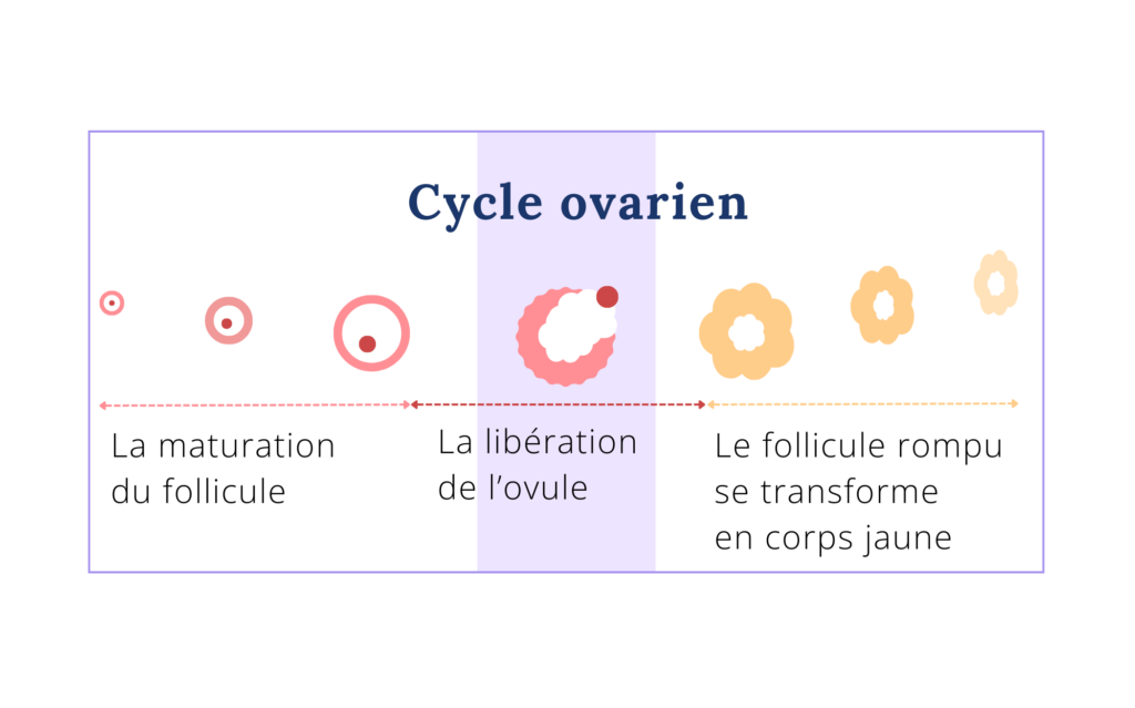 Un schéma du cycle ovarien simplifié avec la maturation du follicule, la libération de l'ovule et le follicule rompu qui va se transformer en corps jaune. 