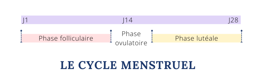 Les 3 phases du cycle menstruel sur un schéma très simplifié : Phase folliculaire, Phase ovulatoire et phase lutéale. 