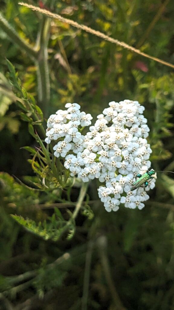 L'achillée millefeuille, plantes des femmes.