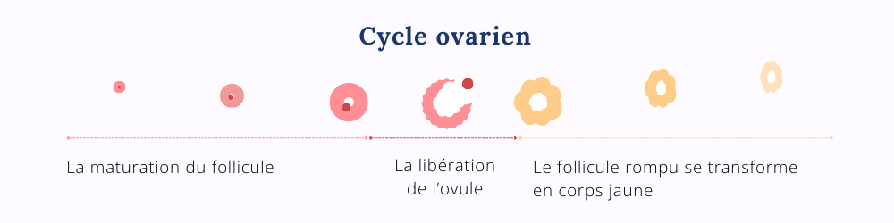Schéma d'une partie du cycle féminin avec le cycle ovarien. Schéma réalisé par Laure Guignard Naturopathe.