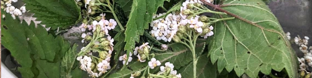 Mélange de plantes pour les femmes à base d'ortie et d'achillée millefeuille