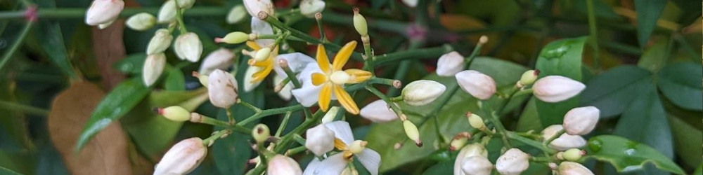 Fleurs et bourgeons jaune et blanc pour illustrer mon article sur la ferritine
