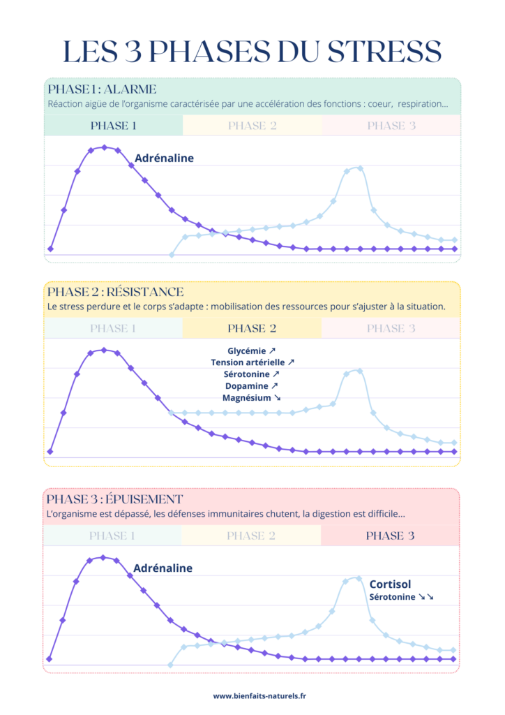 Les courbes des 3 phases du stress avec la phase d'alarme, de résistance et d'épuisement