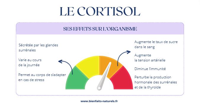 Le cortisol et ses effets sur l'organisme : augmentation de la glycémie, de la tension artérielle, diminution de l'immunité, perturbation de la production hormonale... Bâtir une stratégie anti-stress est indispensable sur le long-terme. 