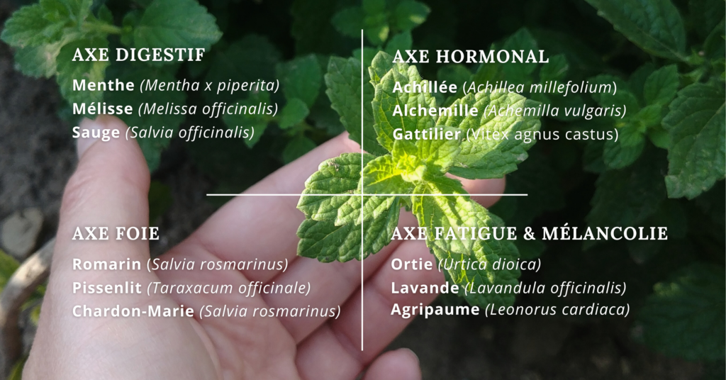 Axe digestif
Menthe *(Mentha x piperita)*
Mélisse (*Melissa officinalis)*
Sauge *(Salvia officinalis)*

Axe progestérone-like
Achillée Millefeuille (*Achillea millefolium*) 
Alchemille (*Achemilla vulgaris*) 
Gattilier (Vitex agnus castus) 

Axe foie 
Romarin (*Salvia rosmarinus)*
Pissenlit (*Taraxacum officinale*)
Chardon-Marie (*Salvia rosmarinus)*

Axe fatigue & mélancolie
Ortie (*Urtica dioica*)
Lavande  (*Lavandula officinalis*)
Agripaume (*Leonorus cardiaca*)