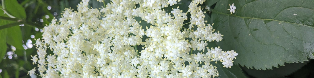 Fleurs de sureau à cueillir pour réaliser une recette de gaspacho aux carottes et aux fleurs de sureau