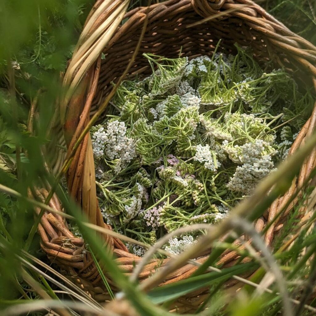 Cueillette de plantes sauvages