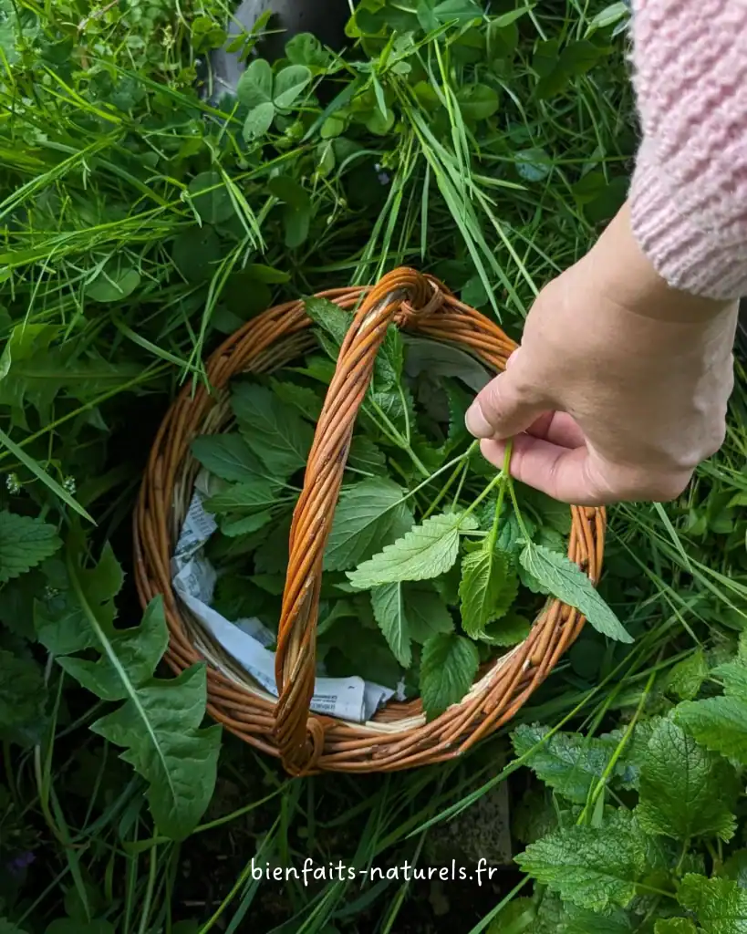 Cueillette de mélisse plantes anti-stress SOMP
