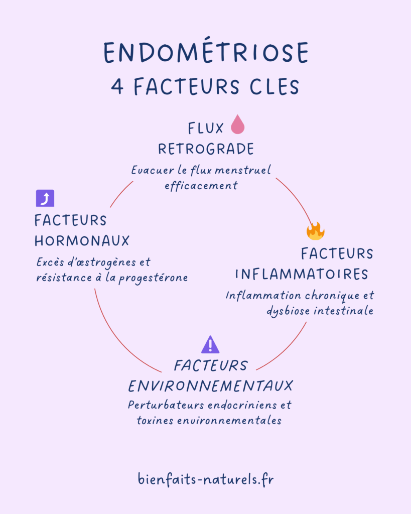 4 facteurs clés à travailler en naturopathie pour l'endométriose : flux rétrograde, équilibre hormonal, facteurs inflammatoires et environnementaux. 