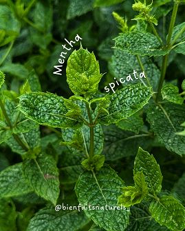 Menthe verte du jardin à boire en tisane pour son SOPK