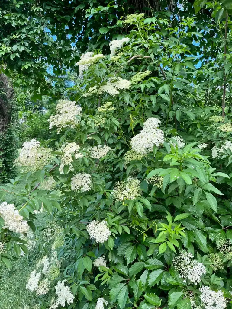 Reconnaissance plantes points clés
