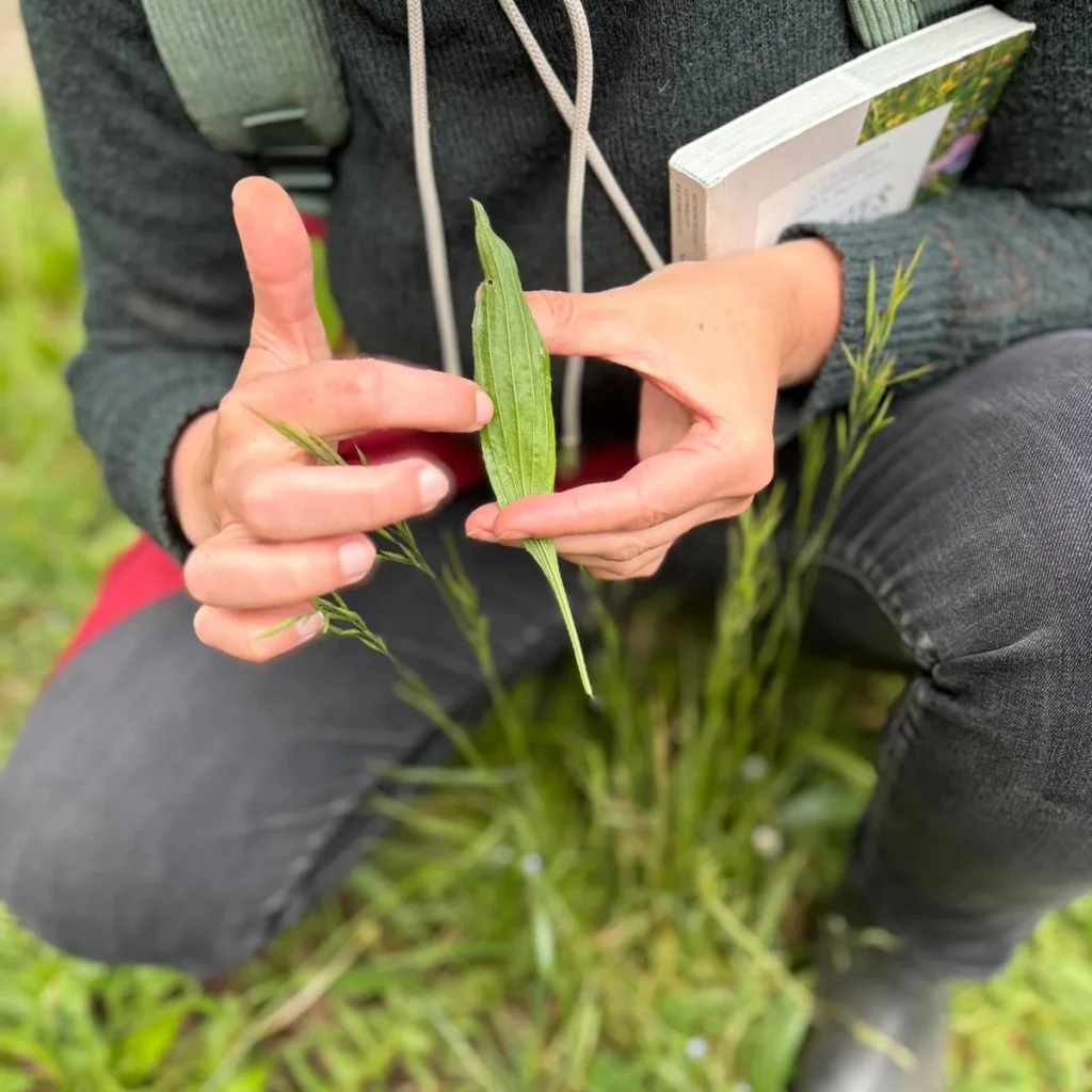 Reconnaissance et usages des plantes comestibles et médicinales plantain