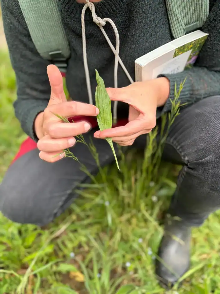 Présentation des points clés pour reconnaitre la plante
