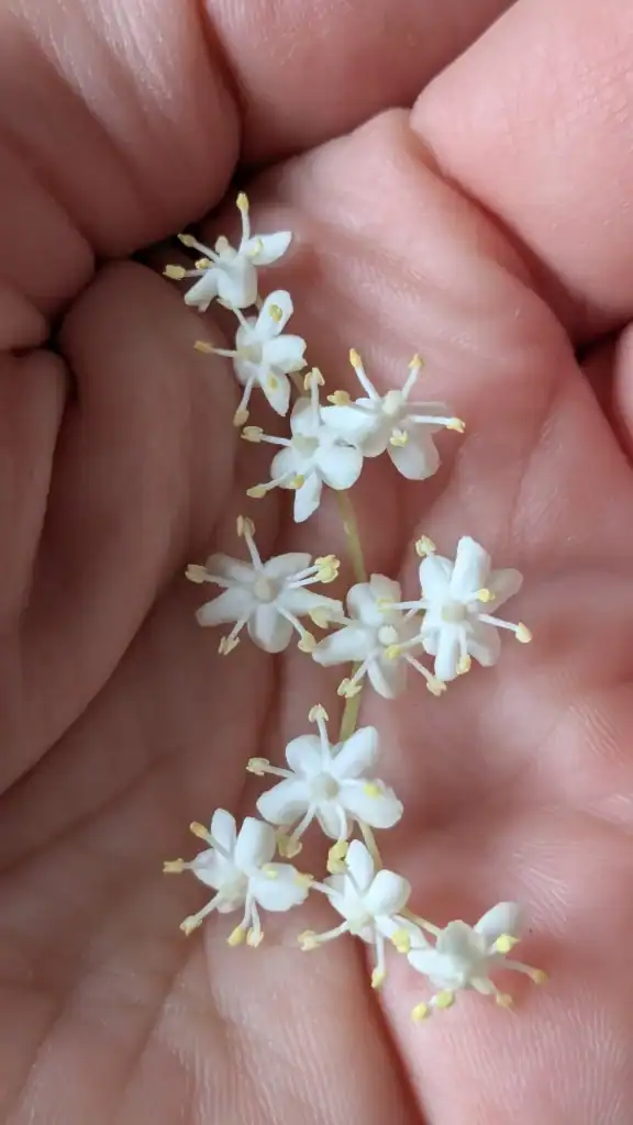 Fleurs de sureau