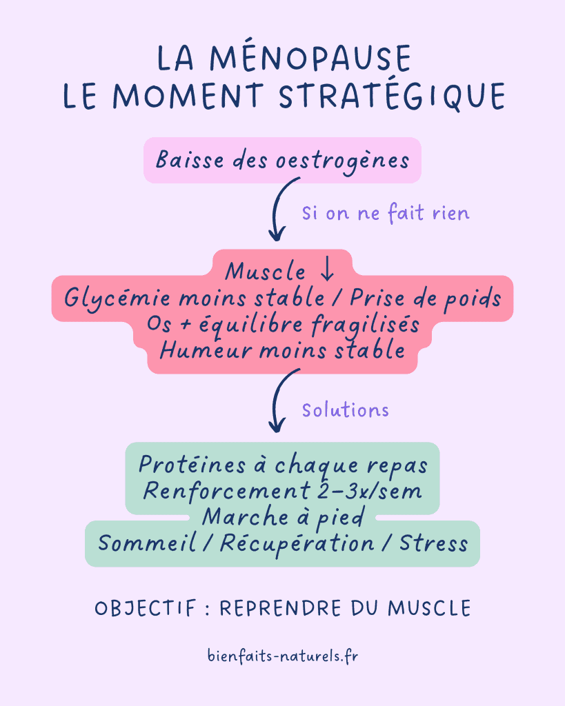 Muscle et ménopause à la baisse des oestrogènes que faire
